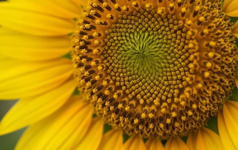 Sunflower close-up showcasing vibrant yellow petals and intricate seed patterns at the center, symbolizing growth and vitality in business.